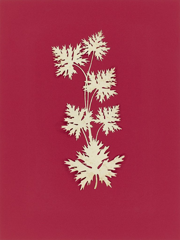 csm_6_Hahnefuss_63adcc7ed1