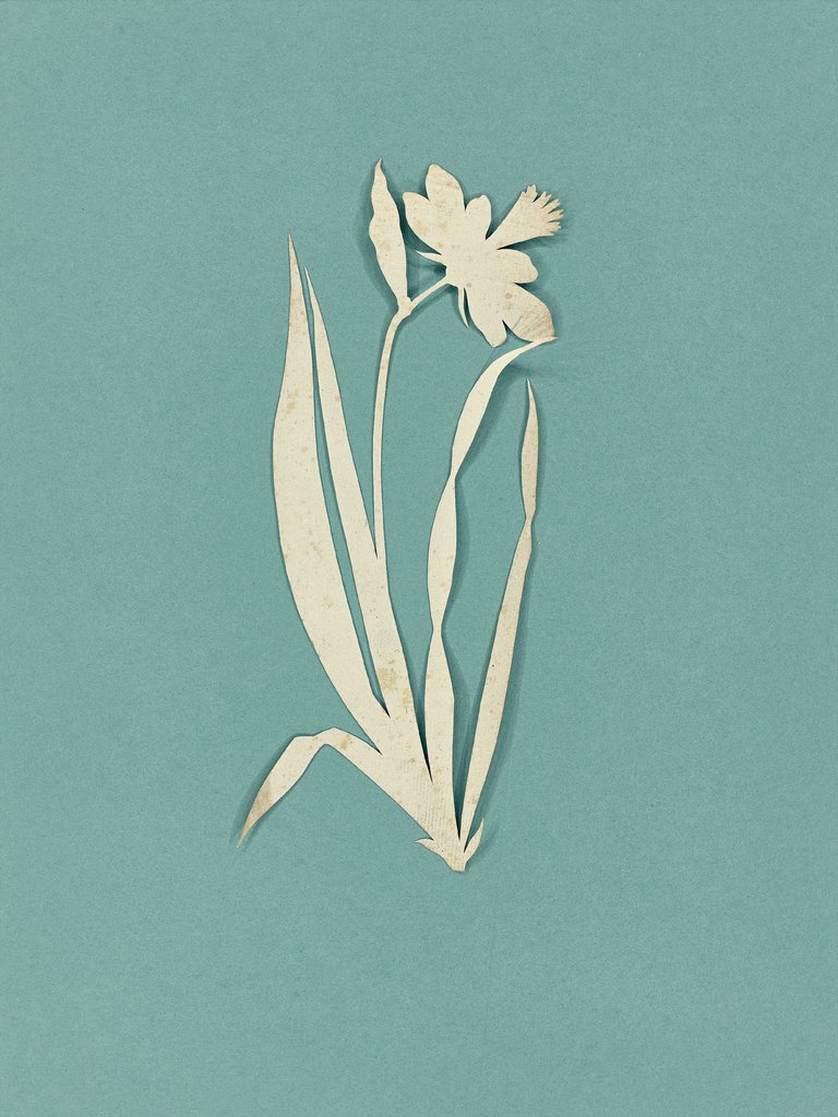 csm_8_Narzisse_21851ae84d