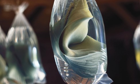 Lucinska_Aquatic_environment